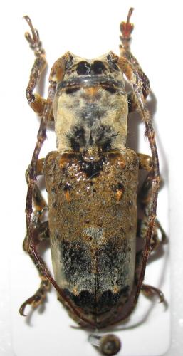 Réf. 243 607 : Sthenias cylindrator